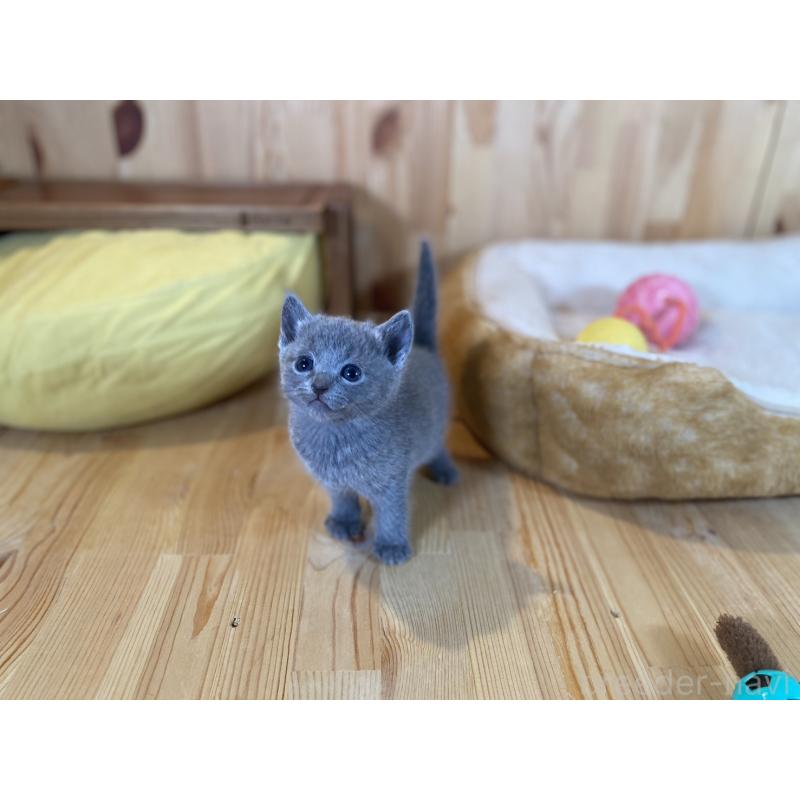 販売中の長野県のロシアンブルー-134588の5枚目