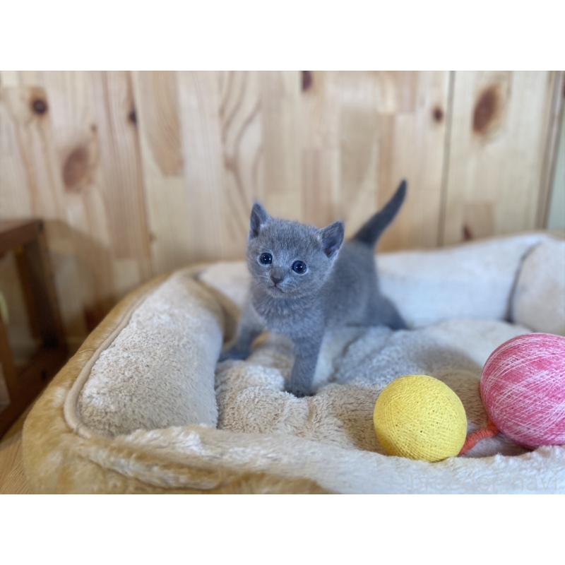 販売中の長野県のロシアンブルー-134588の4枚目