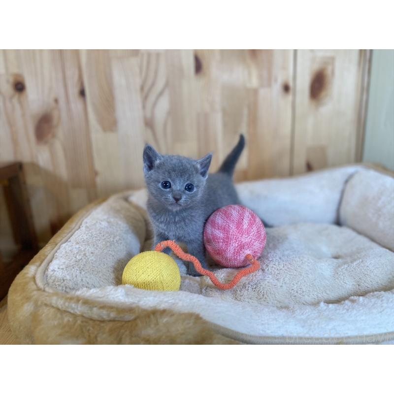 販売中の長野県のロシアンブルー-134588の2枚目