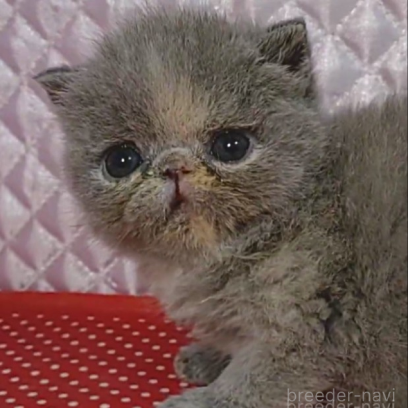 販売中の静岡県のエキゾチックショートヘア-134589