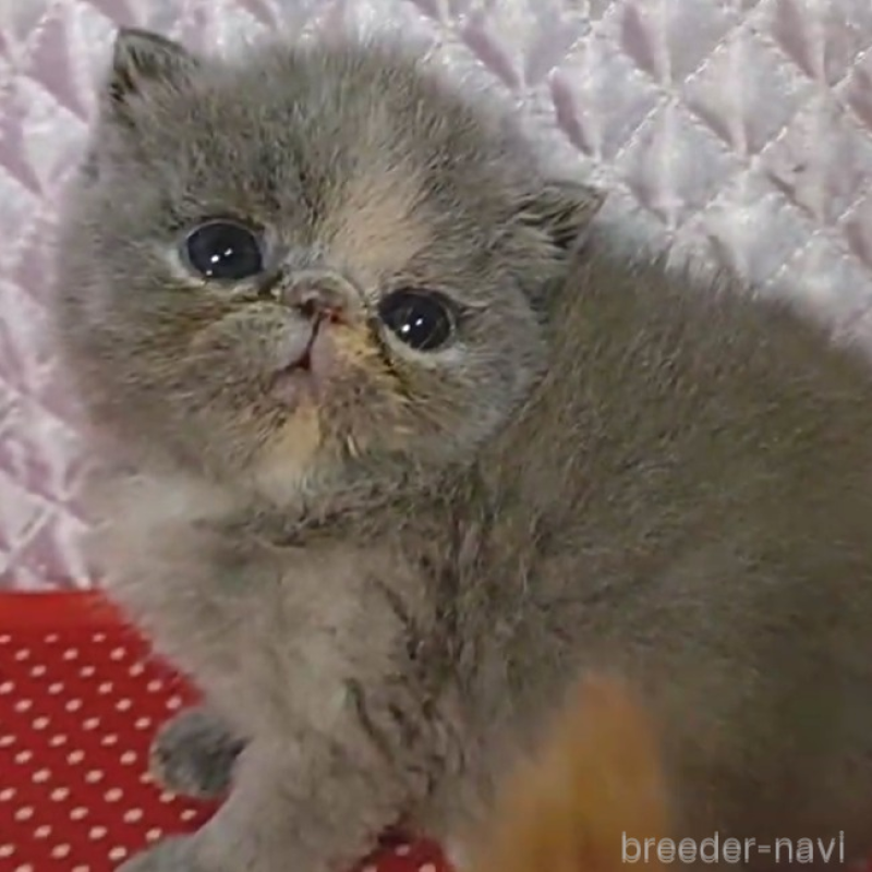 販売中の静岡県のエキゾチックショートヘア-134589の5枚目