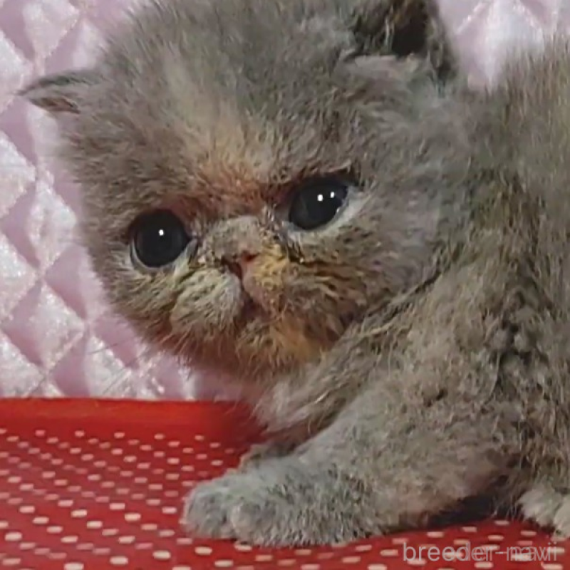 販売中の静岡県のエキゾチックショートヘア-134589の4枚目