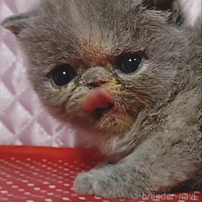 販売中の静岡県のエキゾチックショートヘア-134589の3枚目