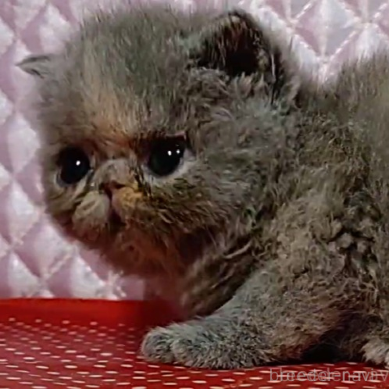 販売中の静岡県のエキゾチックショートヘア-134589の2枚目