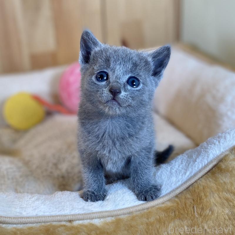 販売中の長野県のロシアンブルー-134590