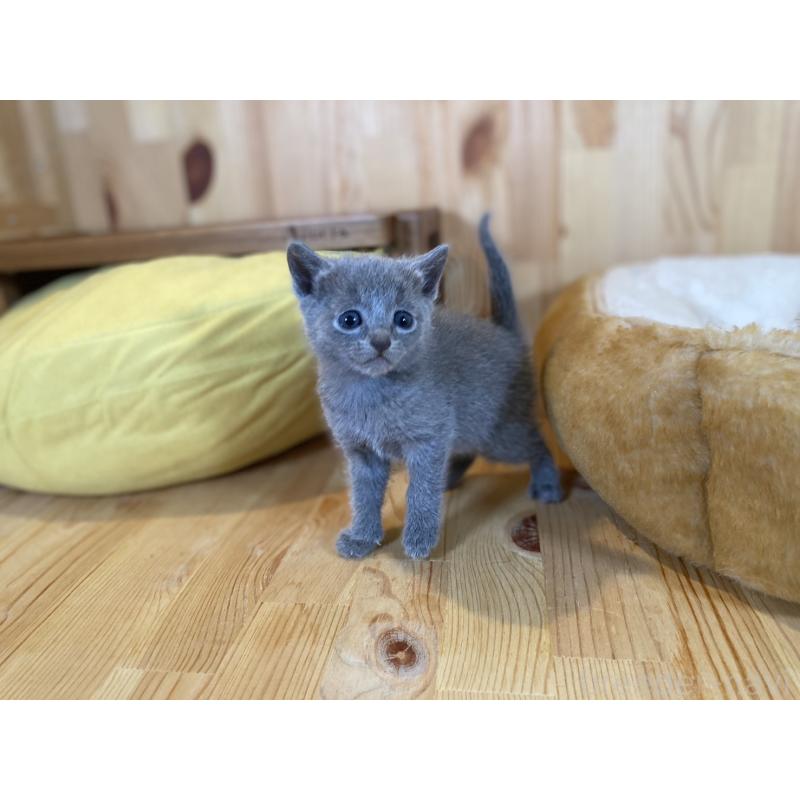 販売中の長野県のロシアンブルー-134590の9枚目