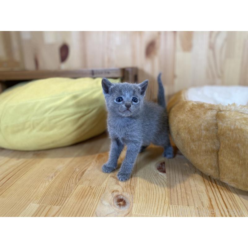 販売中の長野県のロシアンブルー-134590の8枚目