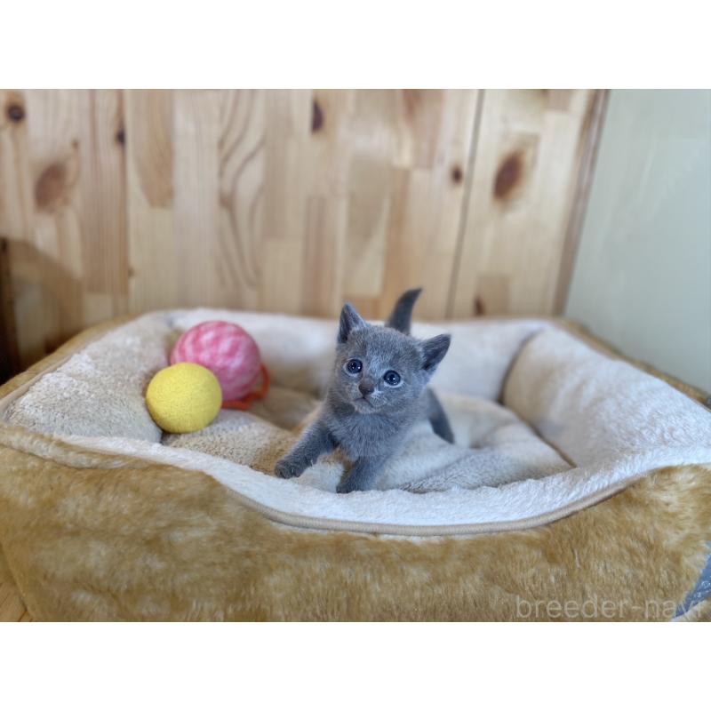 販売中の長野県のロシアンブルー-134590の7枚目