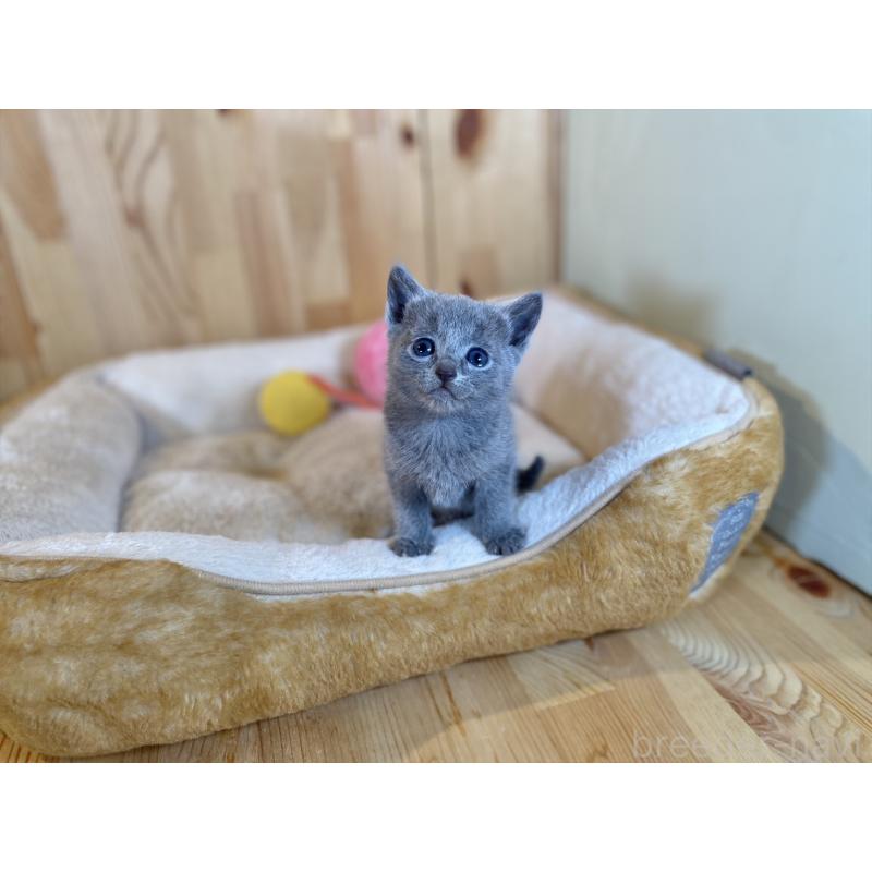 販売中の長野県のロシアンブルー-134590の6枚目