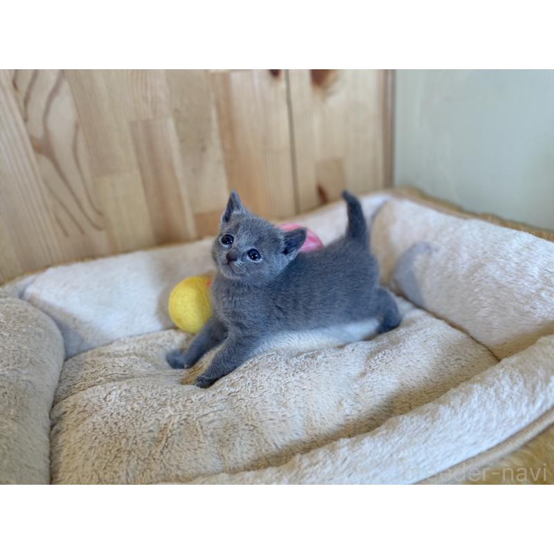 販売中の長野県のロシアンブルー-134590の5枚目
