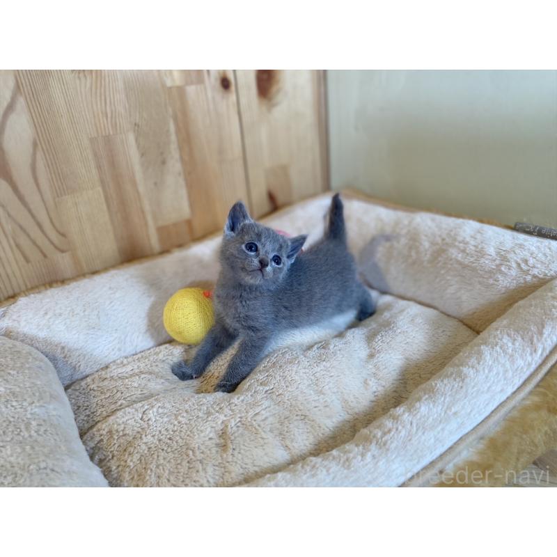 販売中の長野県のロシアンブルー-134590の4枚目