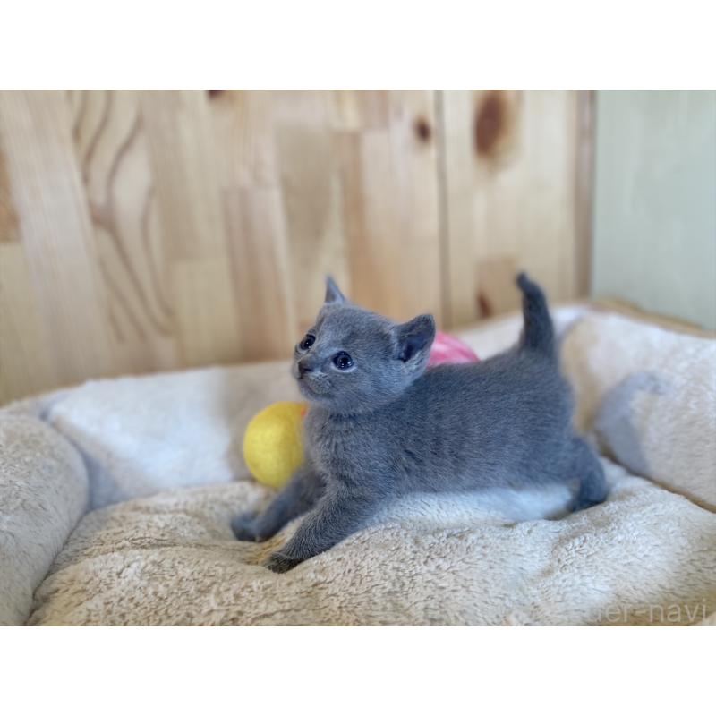 販売中の長野県のロシアンブルー-134590の3枚目