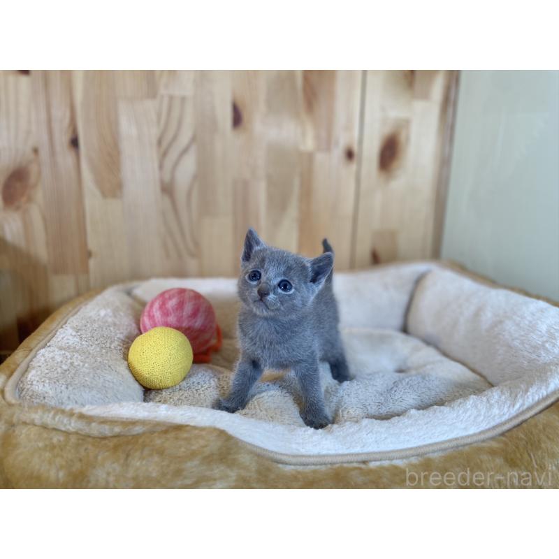 販売中の長野県のロシアンブルー-134590の2枚目