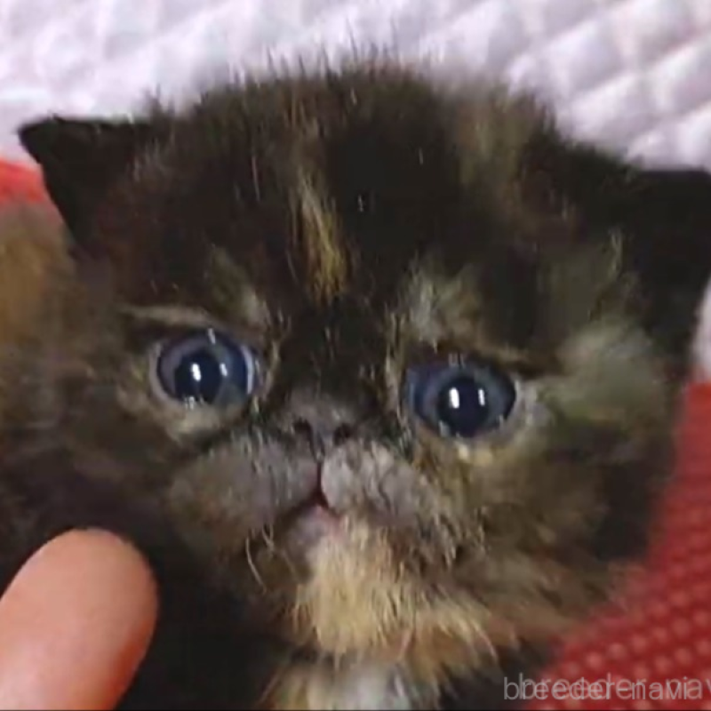 販売中の静岡県のエキゾチックショートヘア-134591の5枚目