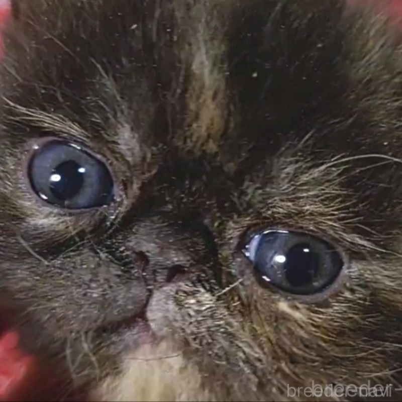 販売中の静岡県のエキゾチックショートヘア-134591の4枚目