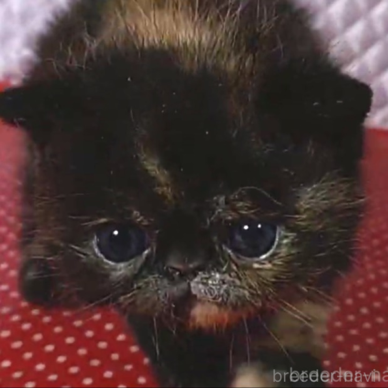 販売中の静岡県のエキゾチックショートヘア-134591の3枚目