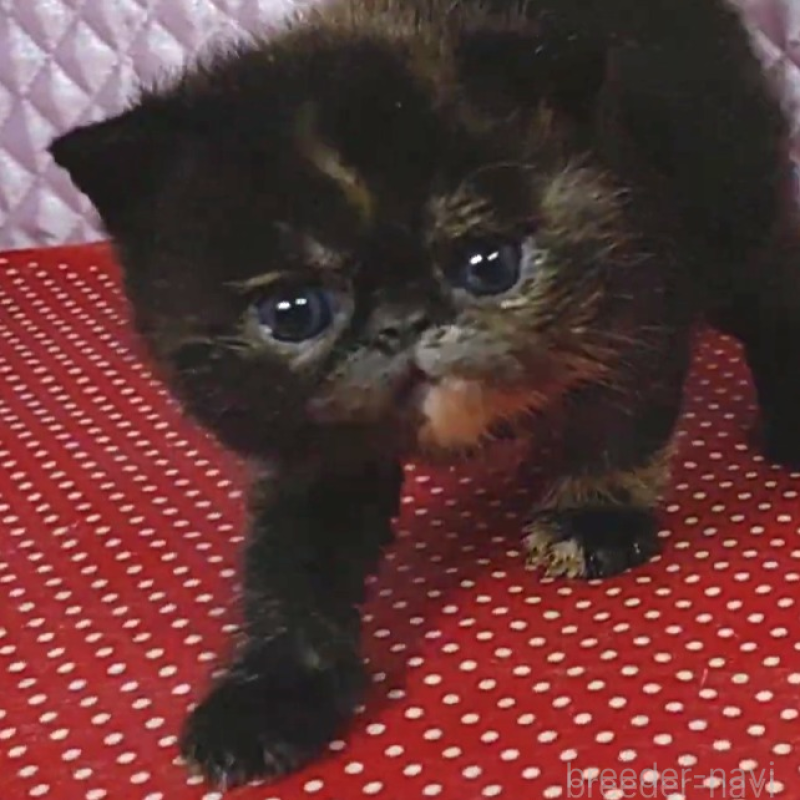 販売中の静岡県のエキゾチックショートヘア-134591の2枚目