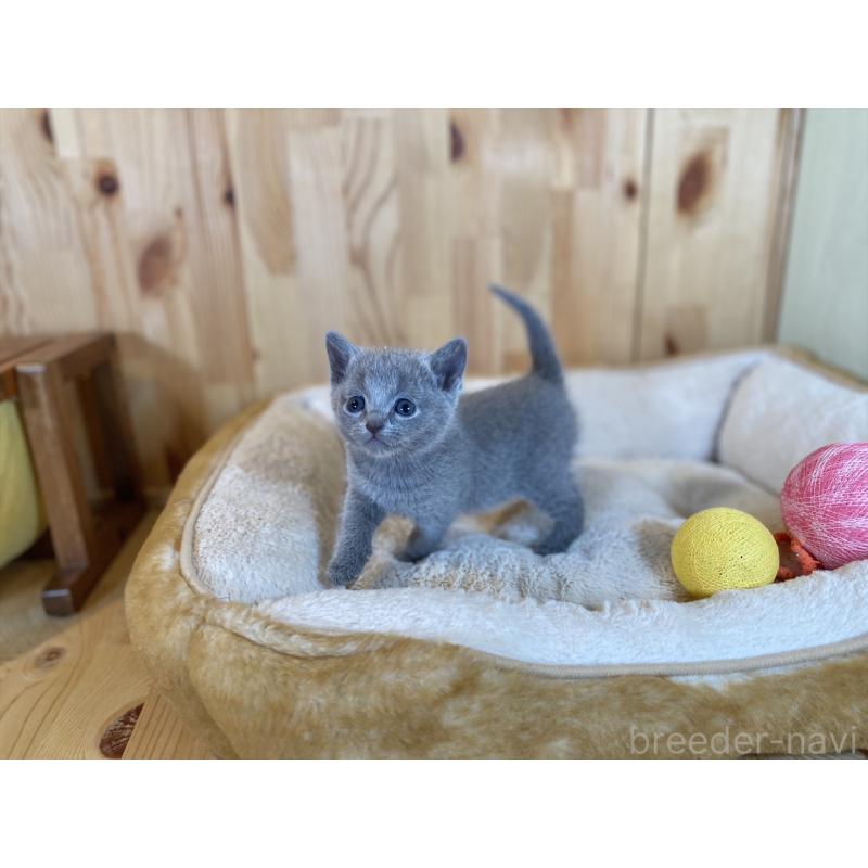 販売中の長野県のロシアンブルー-134592の8枚目