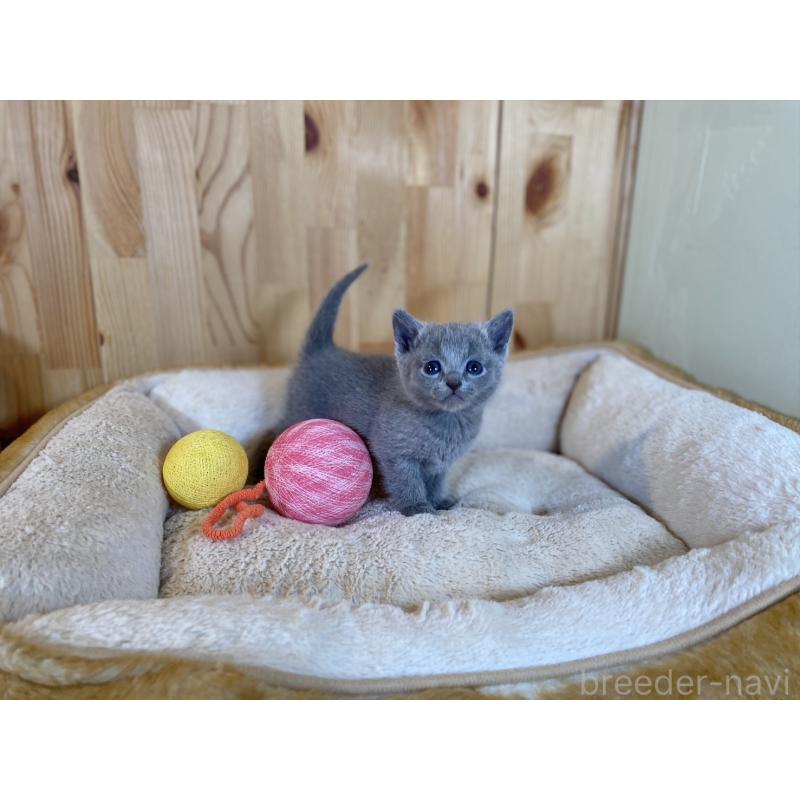 販売中の長野県のロシアンブルー-134592の7枚目