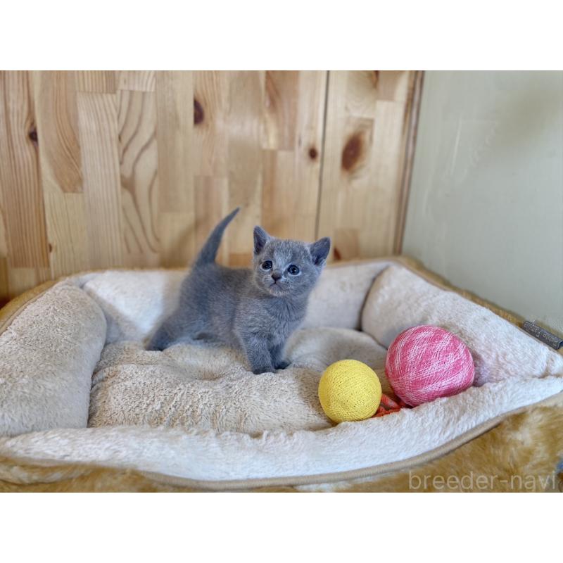 販売中の長野県のロシアンブルー-134592の6枚目