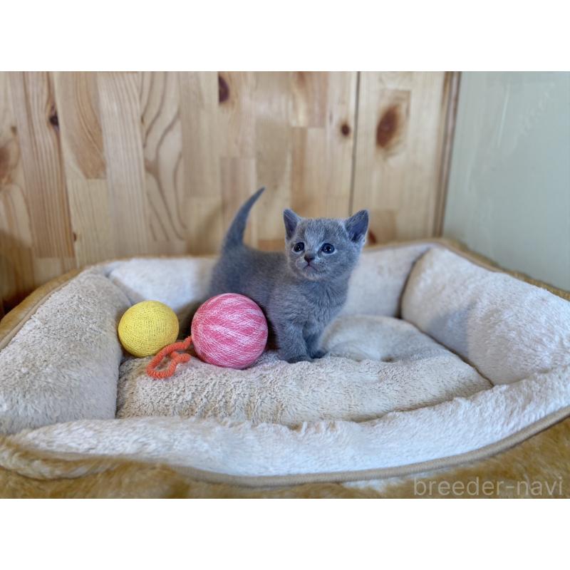 販売中の長野県のロシアンブルー-134592の5枚目