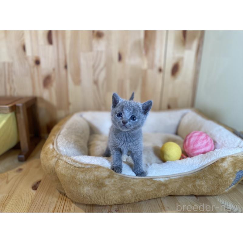 販売中の長野県のロシアンブルー-134592の4枚目