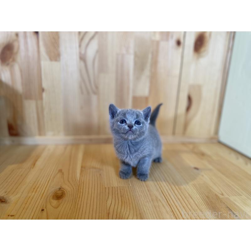 販売中の長野県のロシアンブルー-134592の2枚目