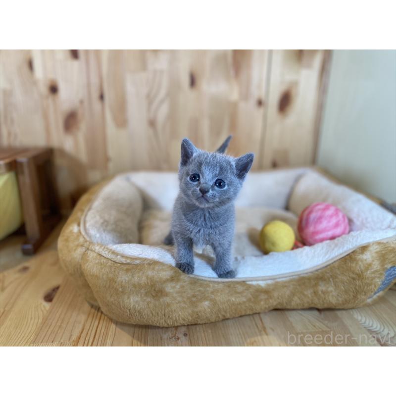 販売中の長野県のロシアンブルー-134592の3枚目