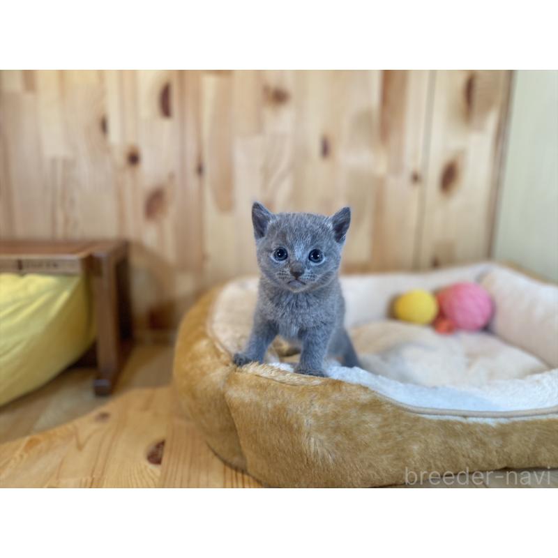 販売中の長野県のロシアンブルー-134593の6枚目