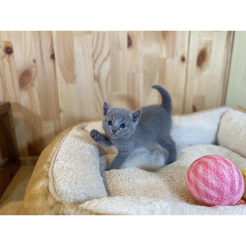 販売中の長野県のロシアンブルー-134593の5枚目