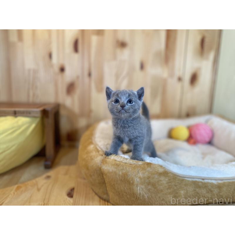 販売中の長野県のロシアンブルー-134593の4枚目