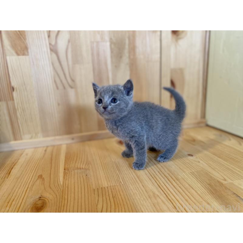 販売中の長野県のロシアンブルー-134593の3枚目