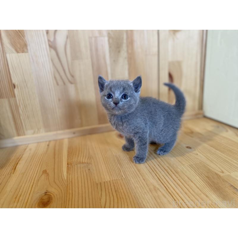 販売中の長野県のロシアンブルー-134593の2枚目