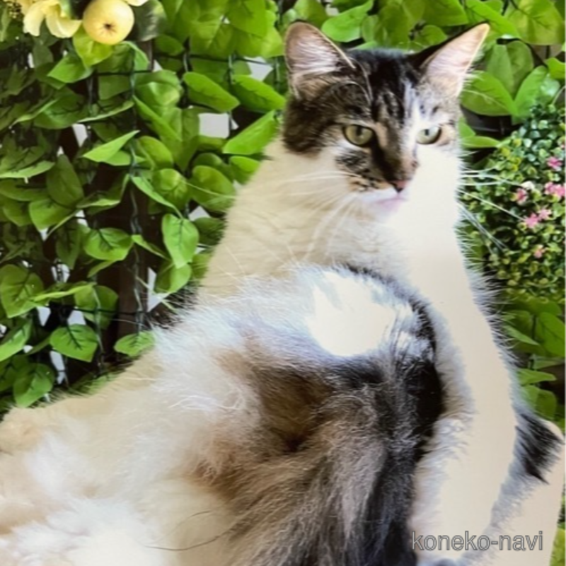 咪咪ちゃんちゃん1枚目