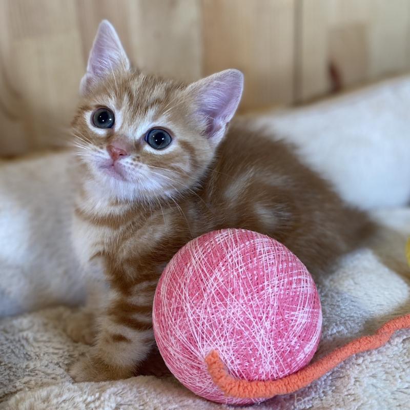 販売中の長野県のマンチカン(短足)-134596の1枚目