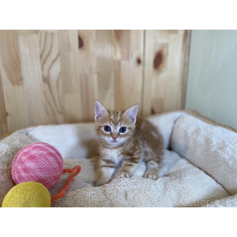 販売中の長野県のマンチカン(短足)-134596の5枚目