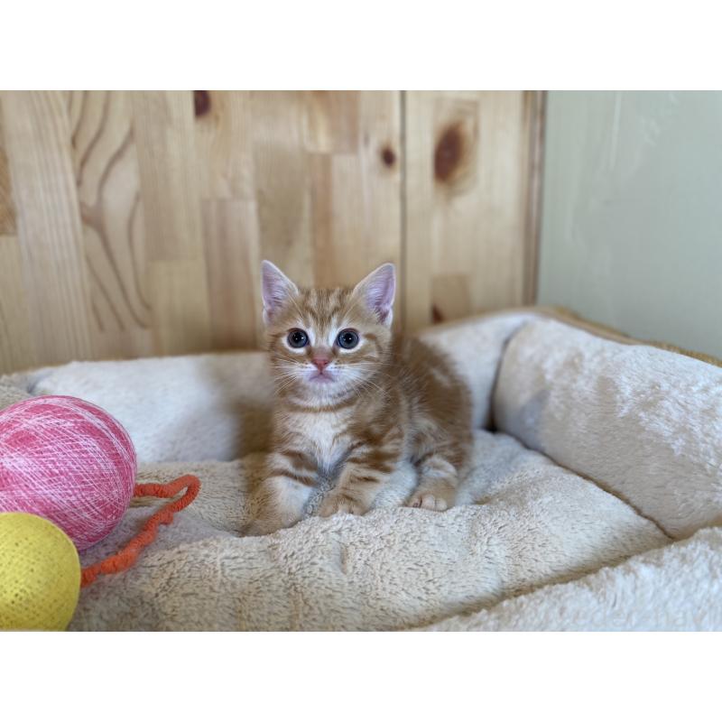 販売中の長野県のマンチカン(短足)-134596の3枚目