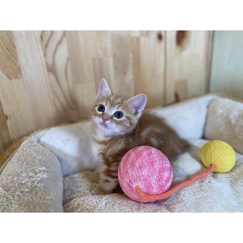 販売中の長野県のマンチカン(短足)-134596の2枚目