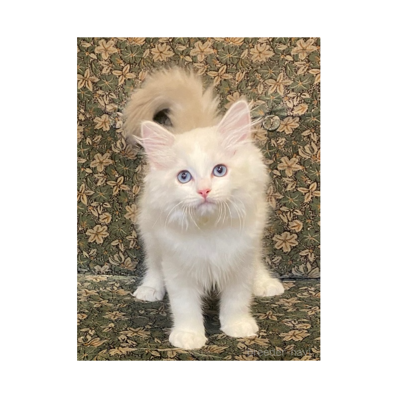 販売中の北海道のラグドール-134597の2枚目