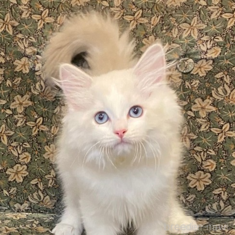 販売中の北海道のラグドール-134597