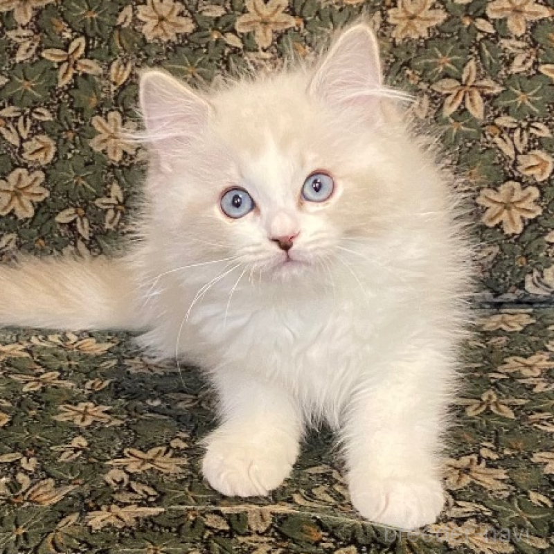 販売中の北海道のラグドール-134598