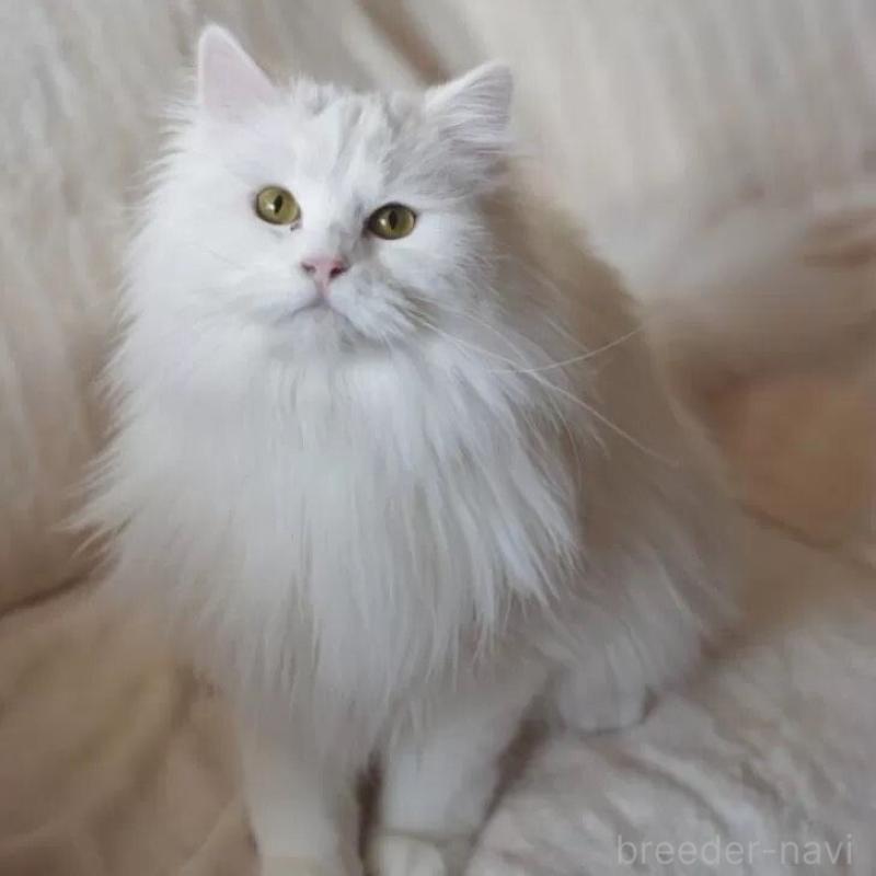 販売中ののサイベリアン-134600