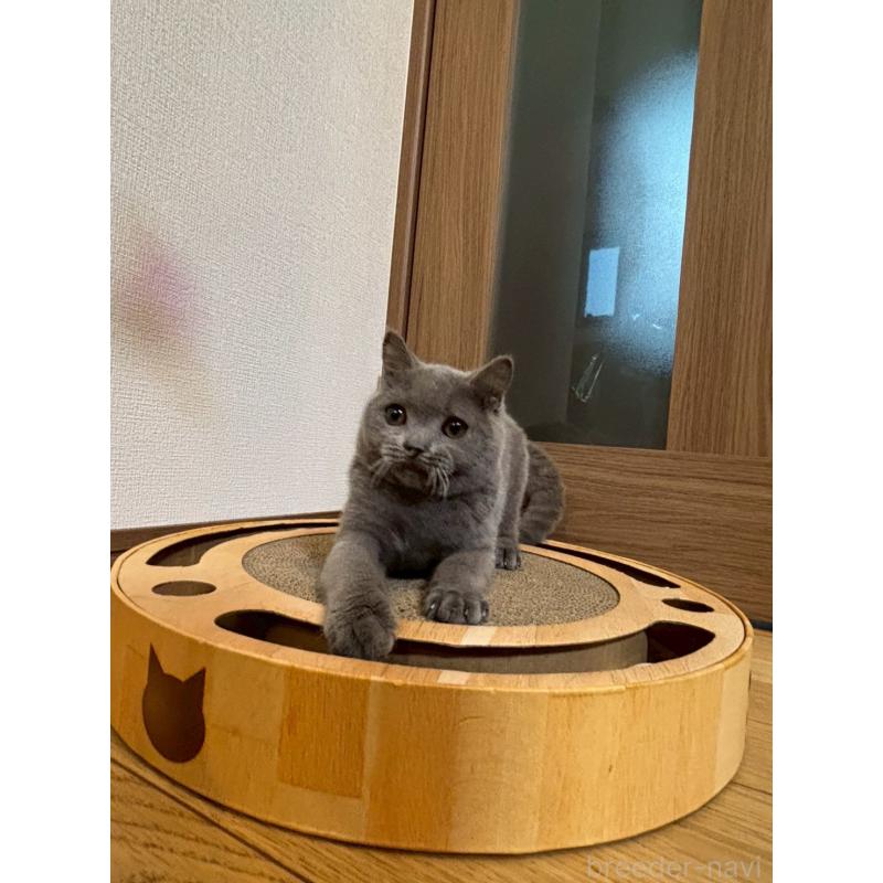 販売中の静岡県のブリティッシュショートヘア-134599の6枚目