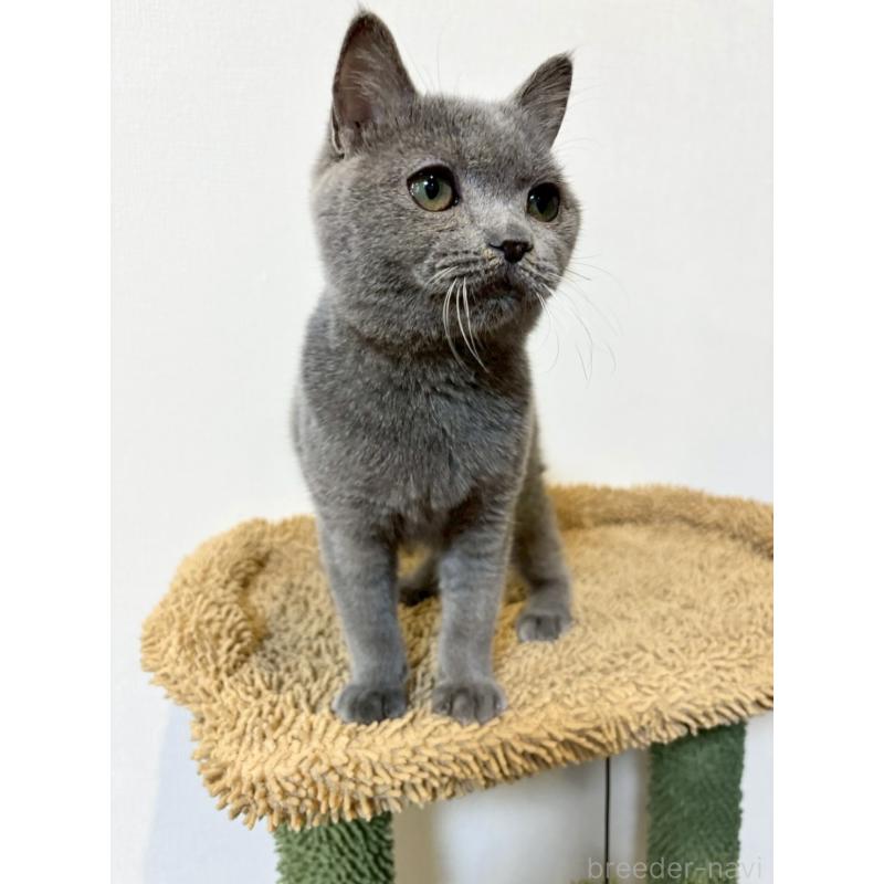 販売中の静岡県のブリティッシュショートヘア-134599の4枚目