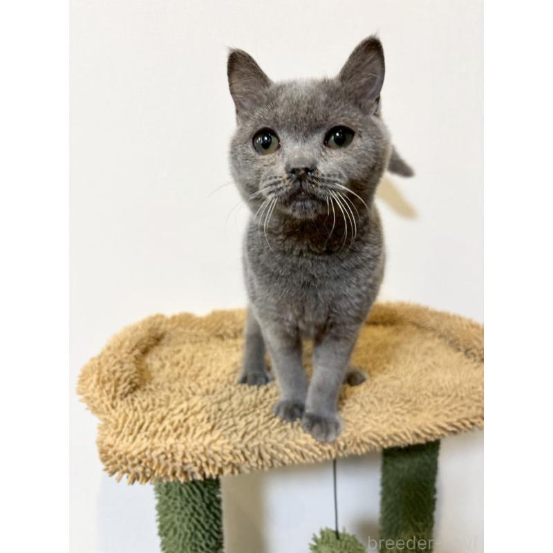 販売中の静岡県のブリティッシュショートヘア-134599の2枚目