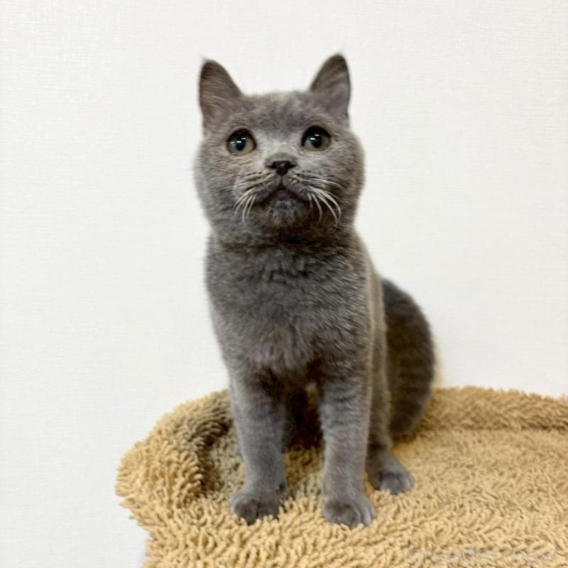 販売中の静岡県のブリティッシュショートヘア-134599