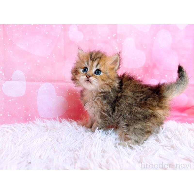 販売中の三重県のペルシャ-134601の7枚目