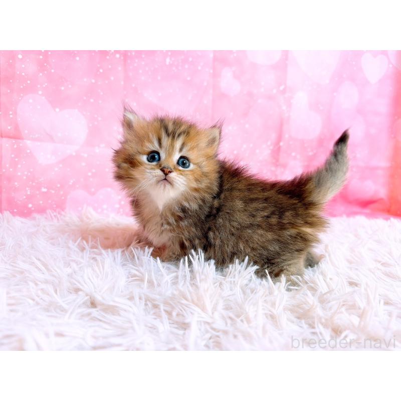 販売中の三重県のペルシャ-134601の6枚目