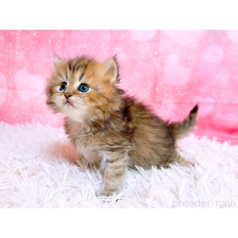 販売中の三重県のペルシャ-134601の5枚目