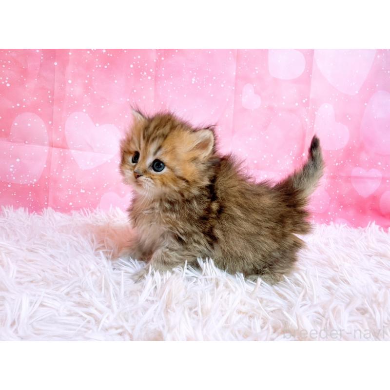 販売中の三重県のペルシャ-134601の4枚目